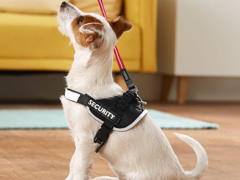 Accesorios para perros