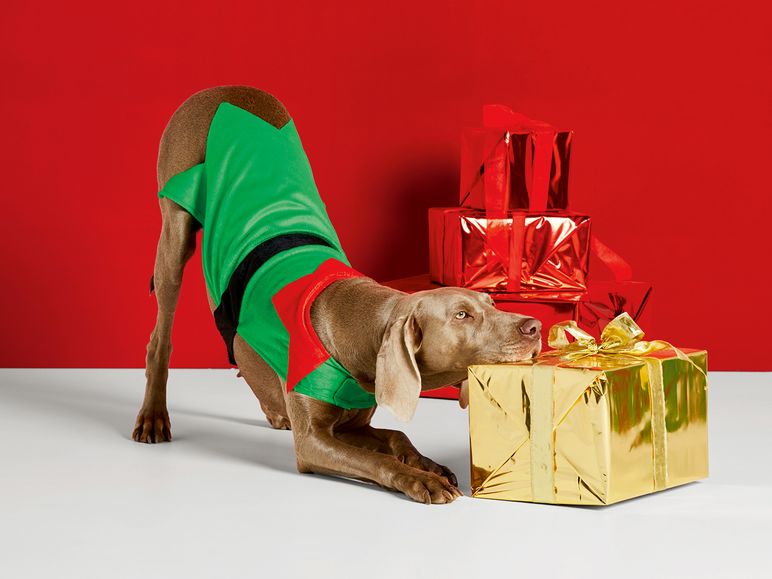 Gastos a pesar de pavimento Lidl vuelve a vender los disfraces de Navidad para perros que se agotaron  en menos de 24 horas | Noticias De