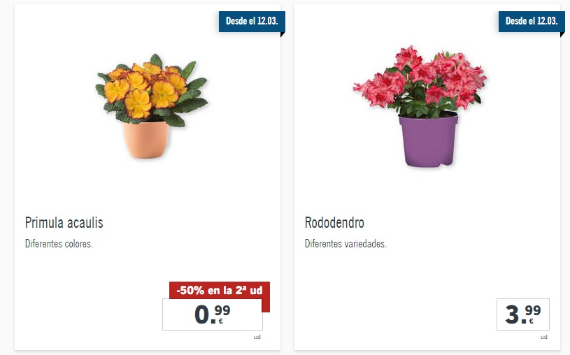 Lidl vende estas flores de para tu a precio reducido | Noticias De