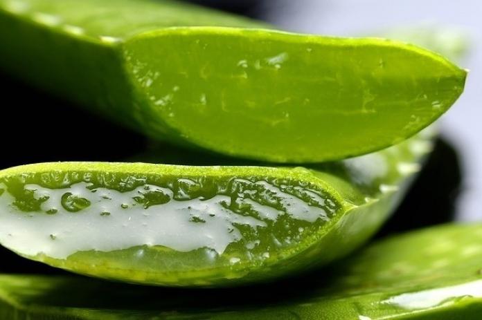 Planta de Aloe Vera