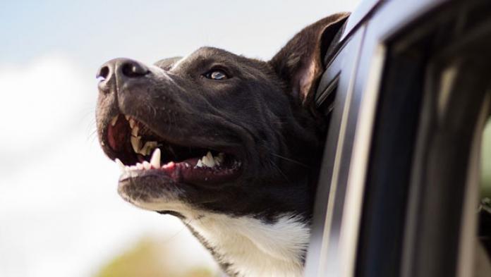 Perro paseando en coche