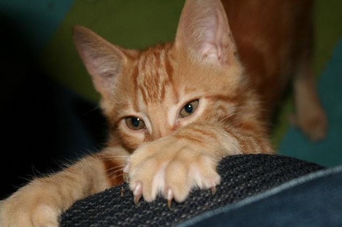 Gato arañando