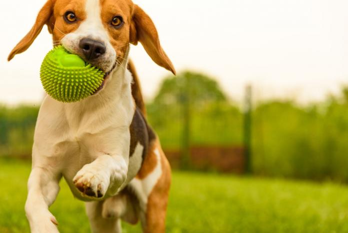 Artículos para mascotas en Aldi