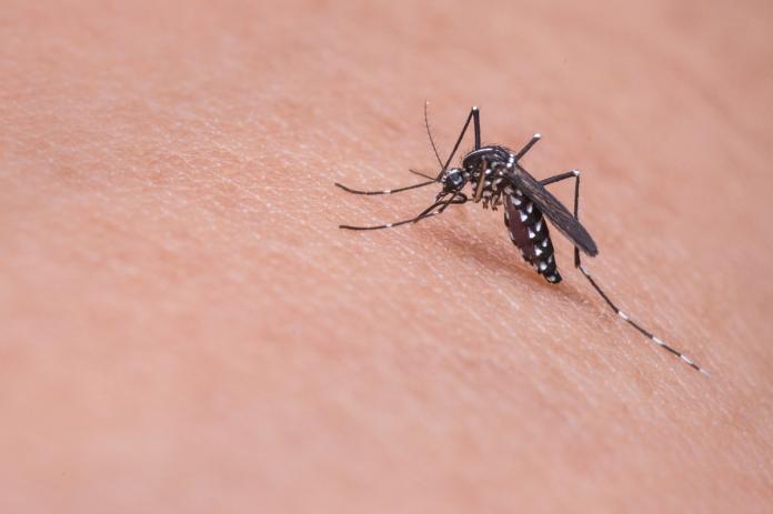 Mosquitos