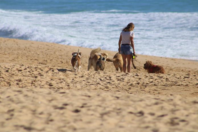 playas-perros