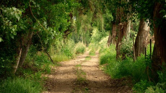 Explorando el Camino Natural Vía Verde del Renacimiento: Una Aventura entre Albacete y Jaén