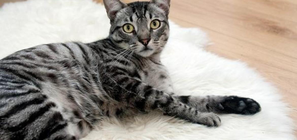 Fotografía de un gato