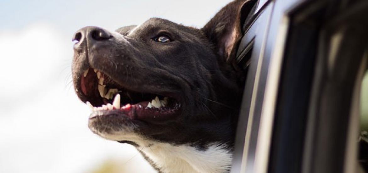 Perro paseando en coche