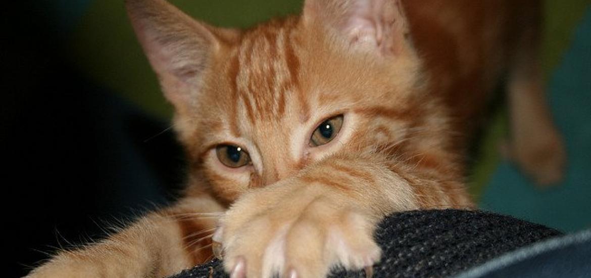 Gato arañando