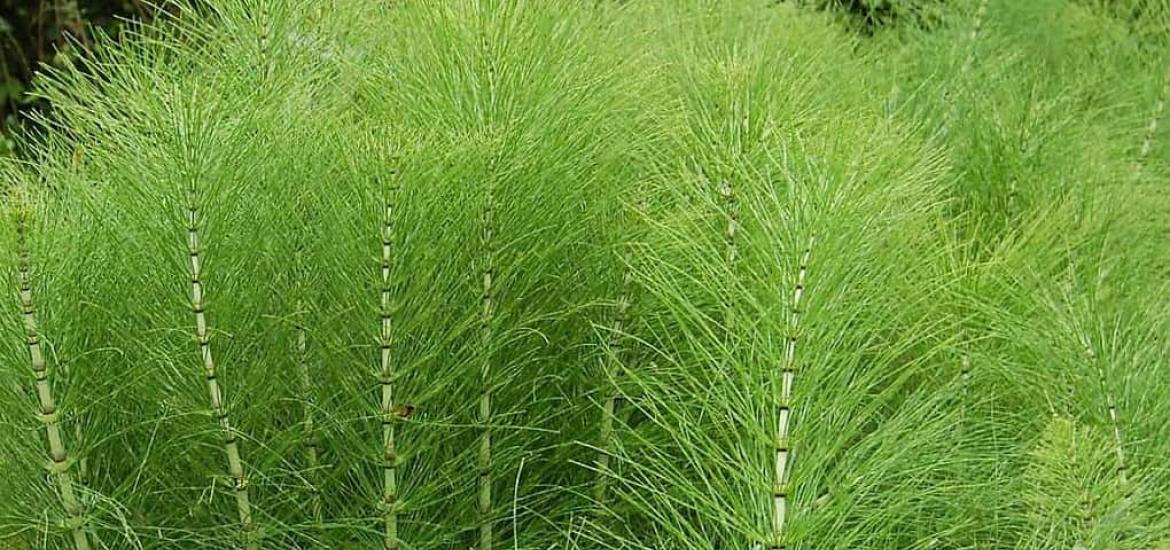 Cola de caballo: contraindicaciones