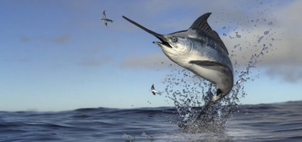 Pescados con alto contenido en mercurio 