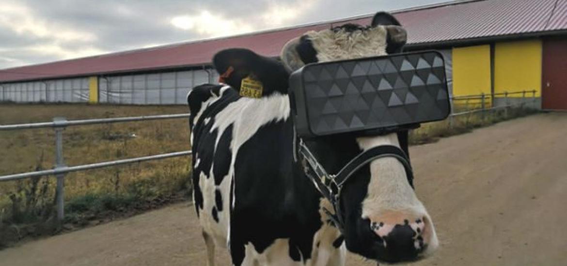 Realidad virtual en vacas para mejorar la calidad y cantidad de leche