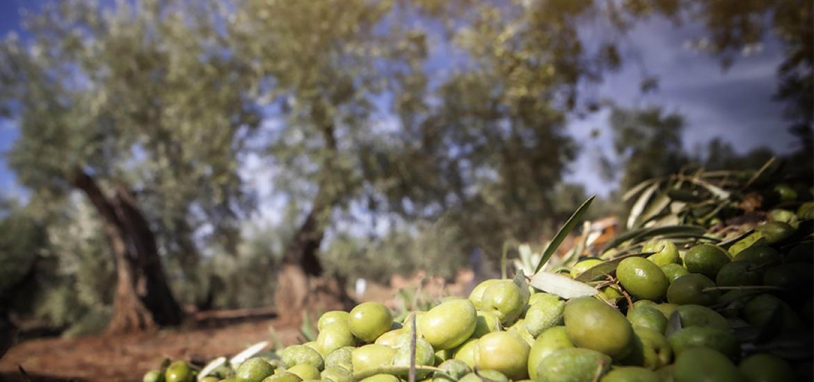 Mercadona: origen aceite de oliva Virgen Extra Casa Juncal