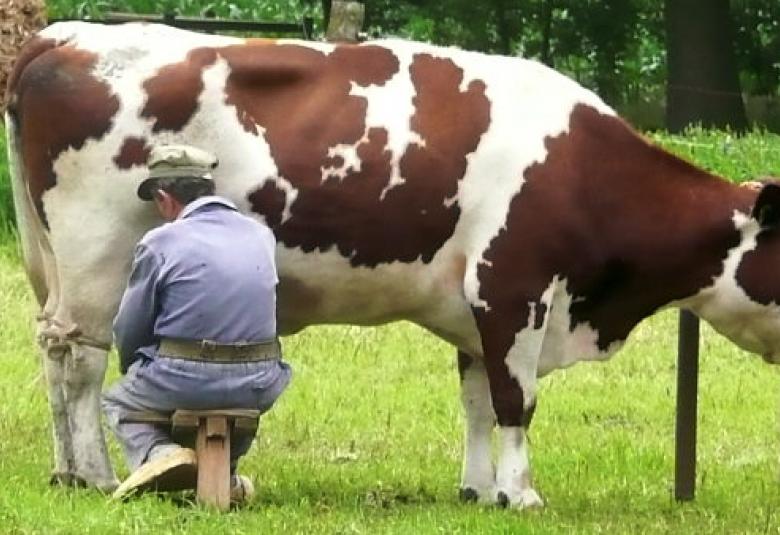 Trabajar por 3000 euros al mes ordeñando vacas: oferta y requisitos