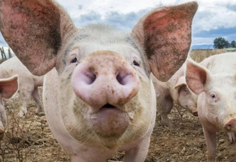 Chorizo Bio de Cárnicas Serrano