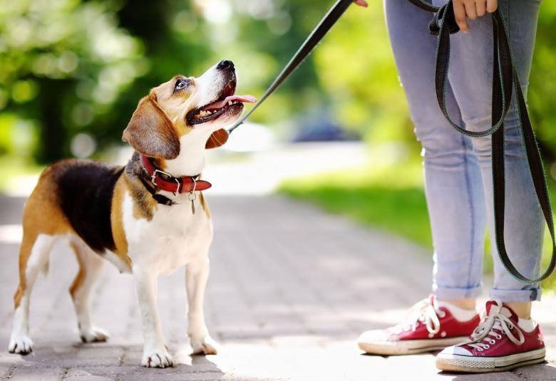 Bolsas para excrementos de perro en Mercadona