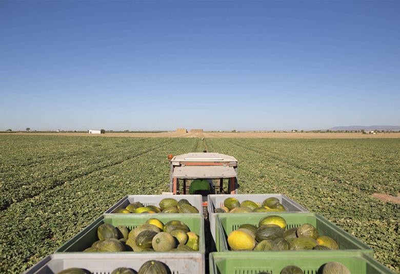 Mercadona: origen del melón