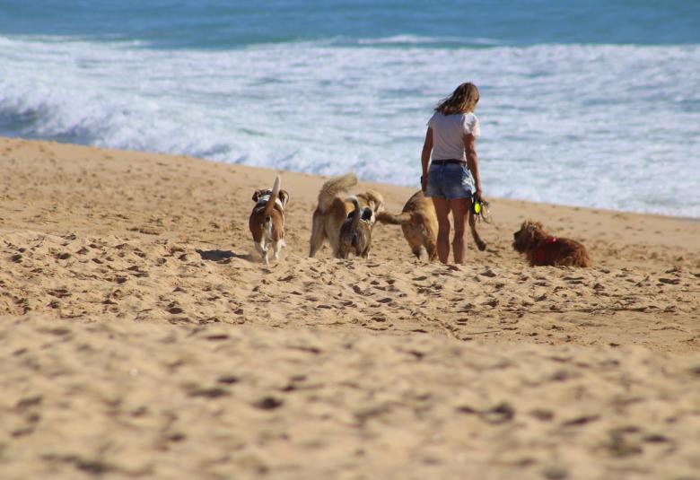 playas-perros