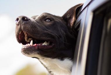 Perro paseando en coche