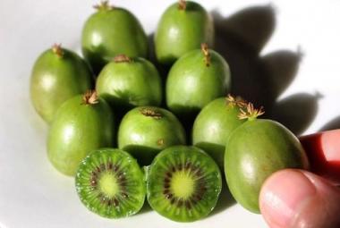 Fruta Kiwiberry