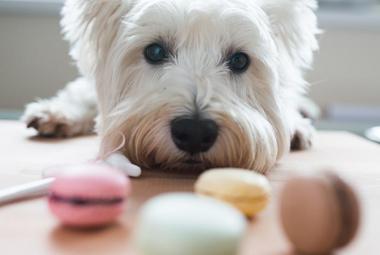Perro intentando comer chcocolate