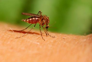 Lidl: lápiz electrónico para picaduras de mosquitos