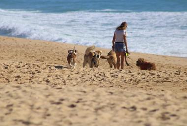 playas-perros