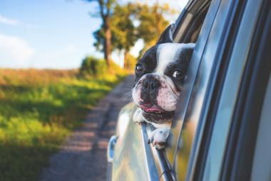 viajar-coche-perro